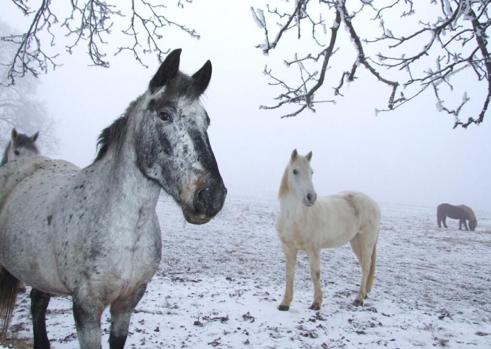 Check on animals and people who require special assistance